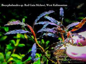 Bucephalandra sp. Red Gaia Melawi