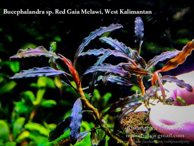 Буцефаландра Bucephalandra sp. Red Gaia Melawi Буцефаландра Bucephalandra sp. Red Gaia Melawi