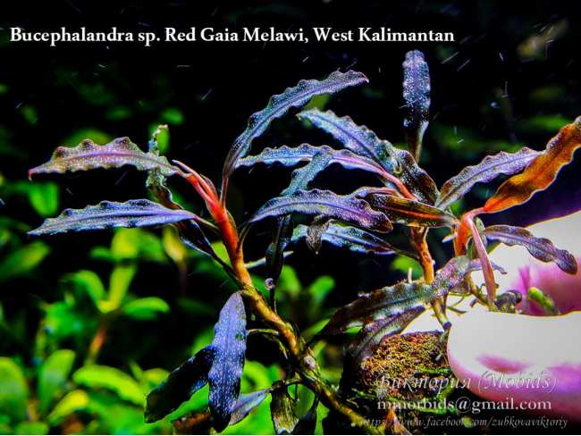 Bucephalandra sp. Red Gaia Melawi