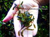 Буцефаландра Bucephalandra sp. Red Scorpio