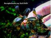 Буцефаландра Bucephalandra sp. Red Chilli