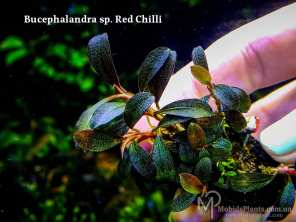 Буцефаландра Bucephalandra sp. Red Chilli