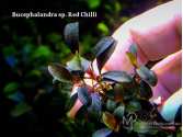 Буцефаландра Bucephalandra sp. Red Chilli