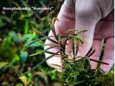 Буцефаландра Bucephalandra Rosemary