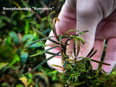 Буцефаландра Bucephalandra Rosemary