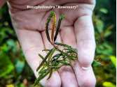 Буцефаландра Bucephalandra Rosemary Буцефаландра Bucephalandra Rosemary