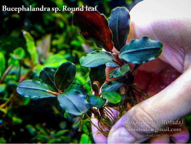 Буцефаландра Bucephalandra sp. Round leaf