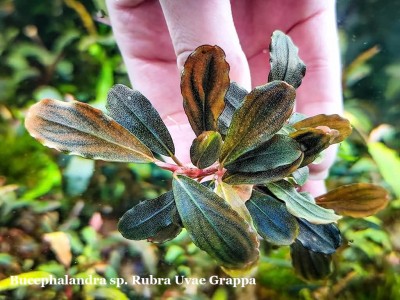 Буцефаландра Bucephalandra sp. Rubra Uvae Grappa