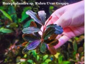 Буцефаландра Bucephalandra sp. Rubra Uvae Grappa