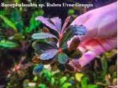 Буцефаландра Bucephalandra sp. Rubra Uvae Grappa