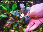 Буцефаландра Bucephalandra sp. Rubra Uvae Grappa