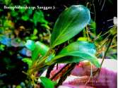 Буцефаландра Bucephalandra sp. Sanggau 5