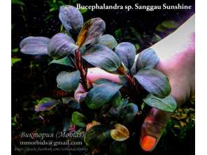 Буцефаландра Bucephalandra sp. Sanggau Sunshine