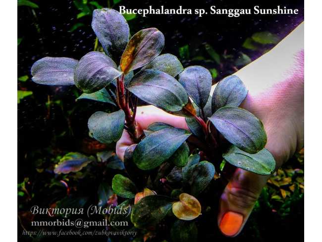 Буцефаландра Bucephalandra sp. Sanggau Sunshine