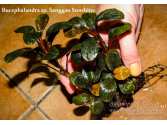 Буцефаландра Bucephalandra sp. Sanggau Sunshine