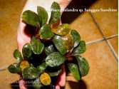 Буцефаландра Bucephalandra sp. Sanggau Sunshine