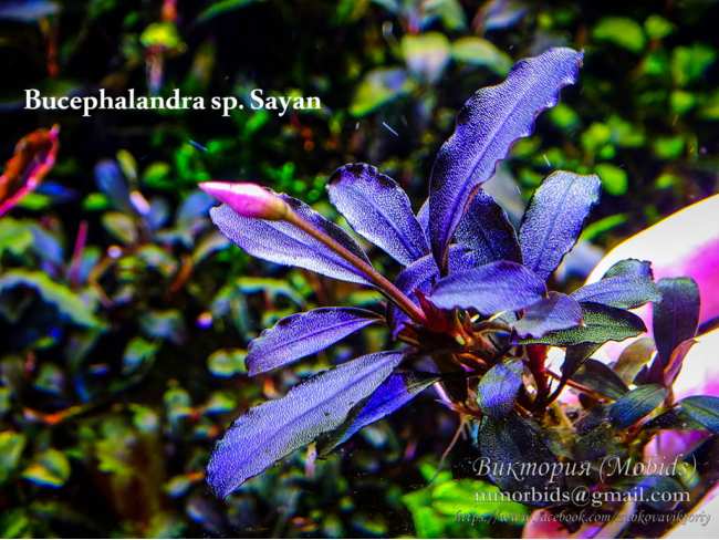 Буцефаландра Bucephalandra sp. Sayan