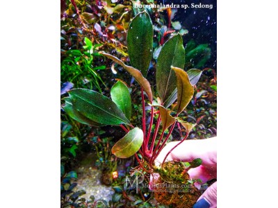 Буцефаландра Bucephalandra sp. Sedong