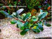 Буцефаландра Bucephalandra sp. Sekadau gray