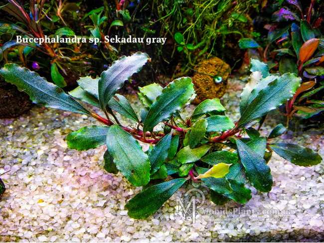 Буцефаландра Bucephalandra sp. Sekadau gray