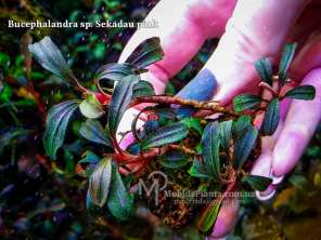 Буцефаландра Bucephalandra sp. Sekadau pink