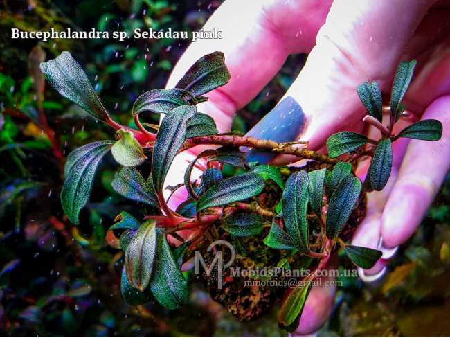 Буцефаландра Bucephalandra sp. Sekadau pink