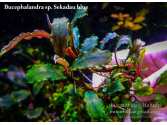 Bucephalandra sp. Sekadau blue