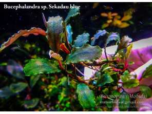 Bucephalandra sp. Sekadau blue