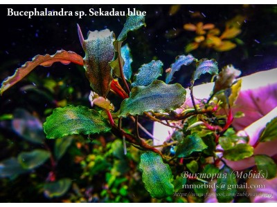 Буцефаландра Bucephalandra sp. Sekadau blue