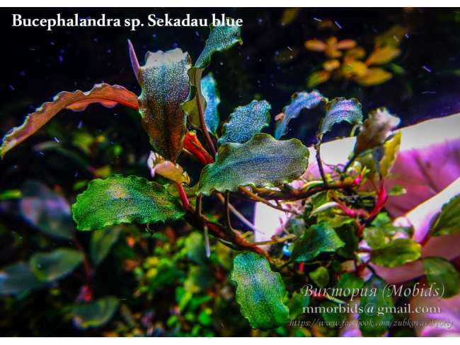 Bucephalandra sp. Sekadau blue