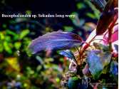 Буцефаландра Bucephalandra sp. Sekadau long wavy