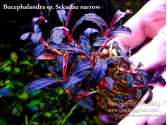 Буцефаландра Bucephalandra sp. Sekadau narrow