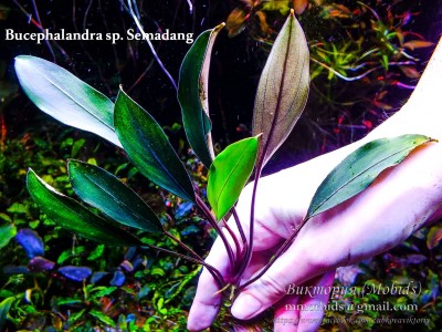 Буцефаландра Bucephalandra sp. Semadang Буцефаландра Bucephalandra sp. Semadang