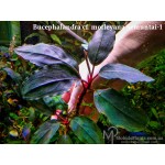 Буцефаландра Bucephalandra cf. motleyana Semuntai-1 Буцефаландра Bucephalandra cf. motleyana Semuntai-1