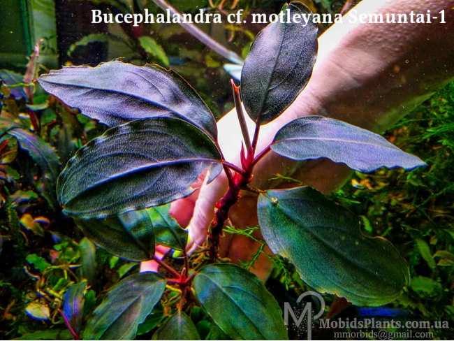 Буцефаландра Bucephalandra cf. motleyana Semuntai-1