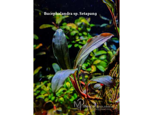 Буцефаландра Bucephalandra sp. Setapang