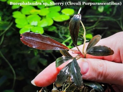 Буцефаландра Bucephalandra sp. Sherry (Circuli Purpurascentibus)