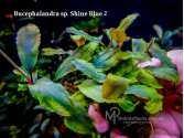 Буцефаландра Bucephalandra sp. Shine Blue 2