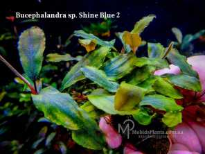 Bucephalandra sp. Shine Blue 2