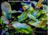 Буцефаландра Bucephalandra sp. Shine Blue 2