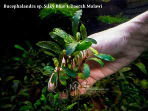 Буцефаландра Bucephalandra sp. Silky Blue 1