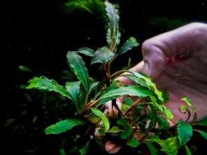Буцефаландра Bucephalandra sp. Silky Blue 3
