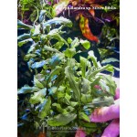Bucephalandra sp. Silver Biblis