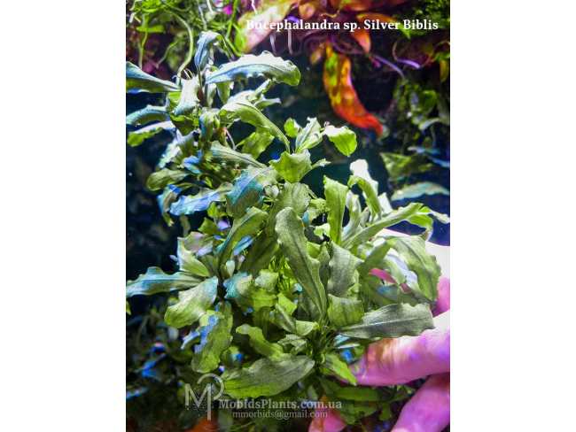 Буцефаландра Bucephalandra sp. Silver Biblis