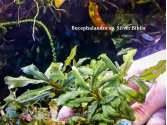 Буцефаландра Bucephalandra sp. Silver Biblis