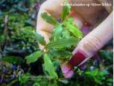 Буцефаландра Bucephalandra sp. Silver Biblis