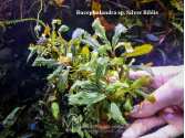 Буцефаландра Bucephalandra sp. Silver Biblis