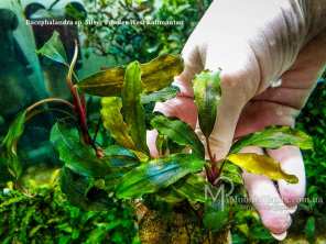 Буцефаландра Bucephalandra sp. Silver Powder