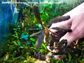 Буцефаландра Bucephalandra sp. Sintang, West Kalimantan