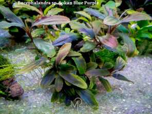 Буцефаландра Bucephalandra sp. Sokan Blue Purple